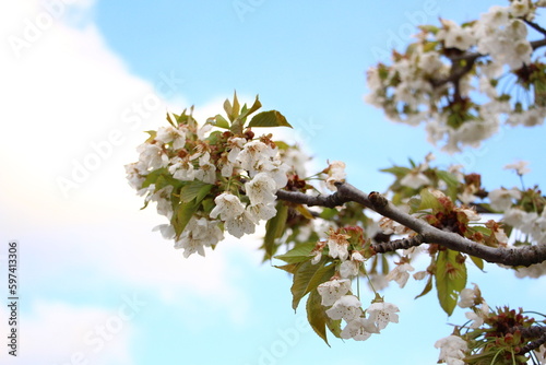 and flower sky beautiful summer blooming flower apple blossom pear blossom net drawn flower with flower buds