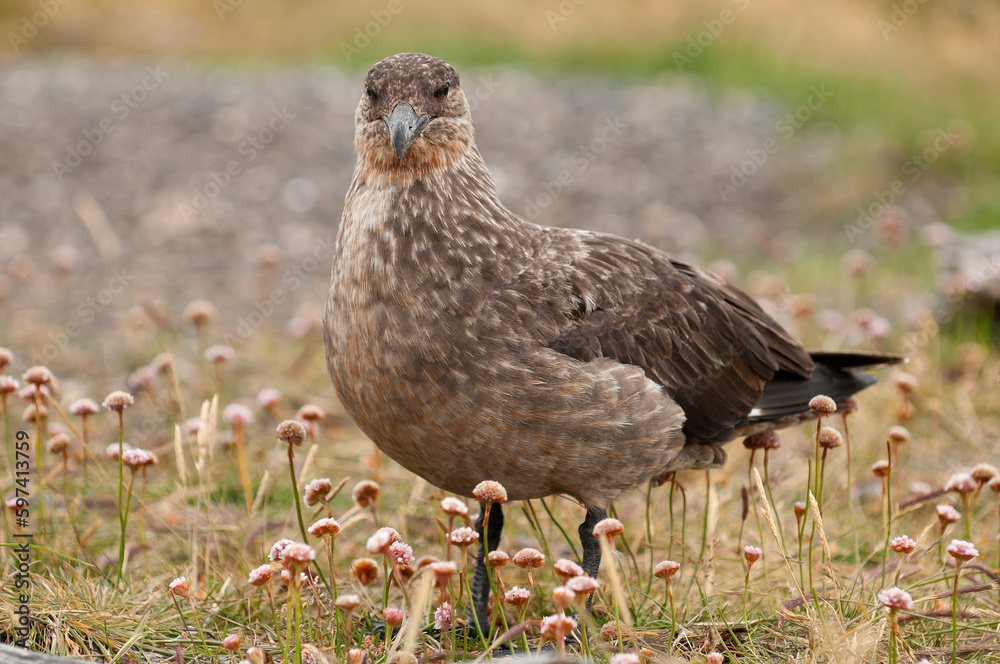 Cinnamon skua (Stercorarius chilensis) portrait Cinnamon skua (Stercorarius chilensis) portrait