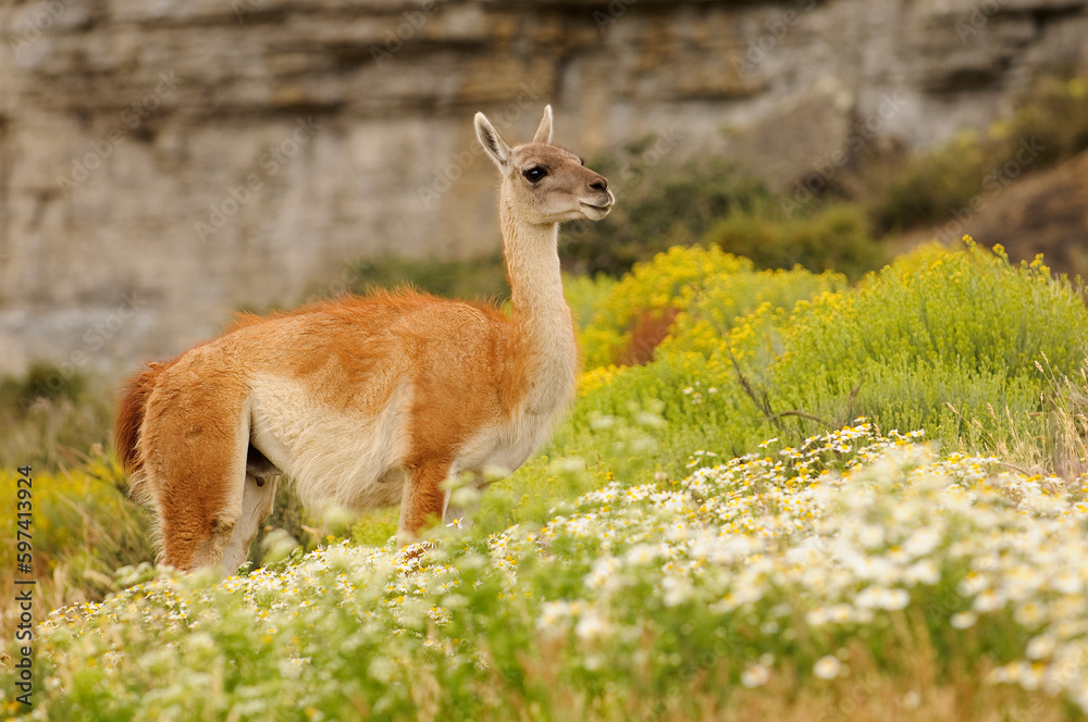 Guanaco (Lama guanicoe) in Torres del Paine Guanaco (Lama guanicoe) in Torres del Paine