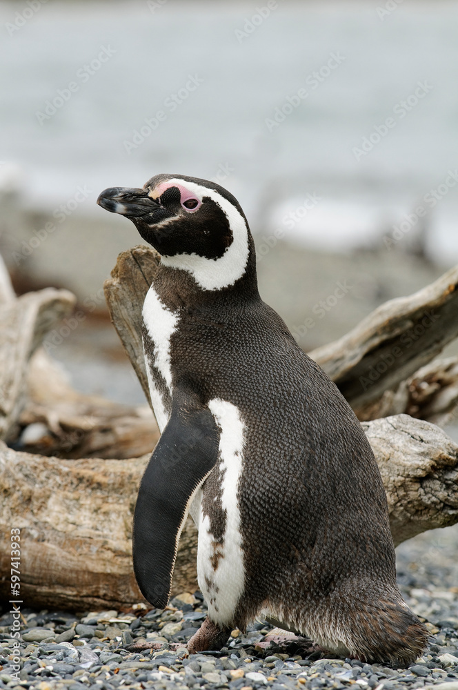 Obraz premium Magellanic penguin (Spheniscus magellanicus) portrait