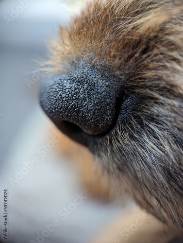 dog nose