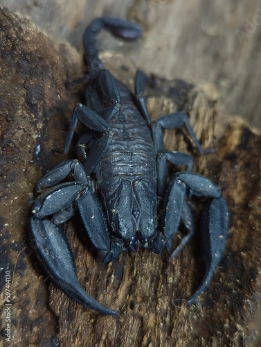 big black scorpion on wood