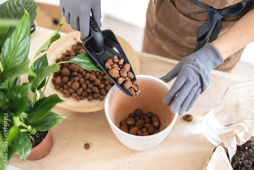 Closeup of Female gardener hands adding Hydroponic Clay Pebbles in pot for transplanting houseplant. Caring of home green plants indoors, spring waking up, home garden blog, how to repotting tutorial photo