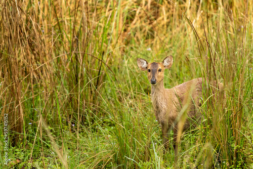 Indian hog deer or Axis porcinus closeup with eye contact in natural green background at pilibhit national park or tiger reserve uttar pradesh india asia