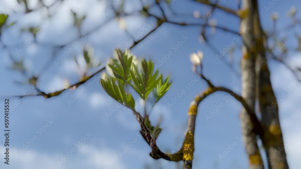 beautifully young leaves of ash branches on the background of the sky in clouds beautifully young leaves of ash branches on the background of the sky in clouds