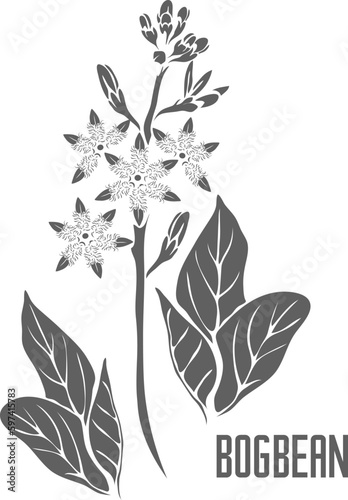 Bogbean plant vector silhouette. Menyanthes trifoliata medicinal herb outline. Set of Bog bean leaves and flowers in Line for medicine vector image. Contour drawing of Bogbean healing flower.
