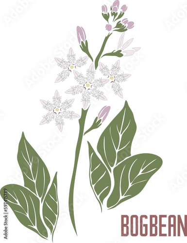 Bogbean plant in vector silhouette. Menyanthes trifoliata medicinal herb outline. Set of vector image of Bogbean flowers in color for medicine and botany. Bog bean in contour and color