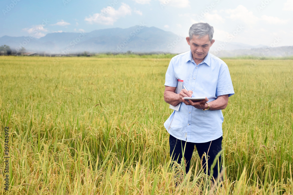 Asian senior male farmer standing on ridge, holding tablet, looking and touching on screen to check and store his rice growing information during his weekend activity, happy life of elders concept. Asian senior male farmer standing on ridge, holding tablet, looking and touching on screen to check and store his rice growing information during his weekend activity, happy life of elders concept.