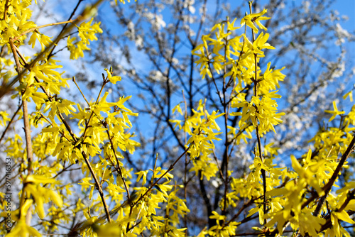 Yellow flowers of Forsythia bush © drobacphoto