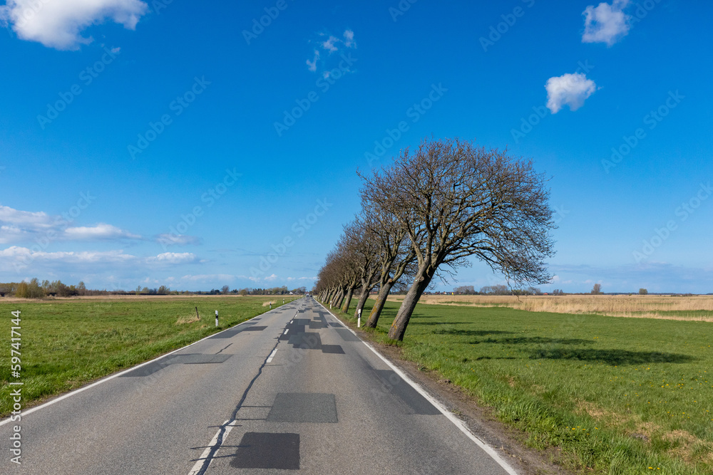 Windflüchter - die schiefen Bäume, die Vorboten vom Darss. Windflüchter - die schiefen Bäume, die Vorboten vom Darss.