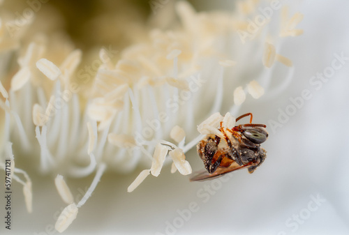 Mim or bee stinger is an in...