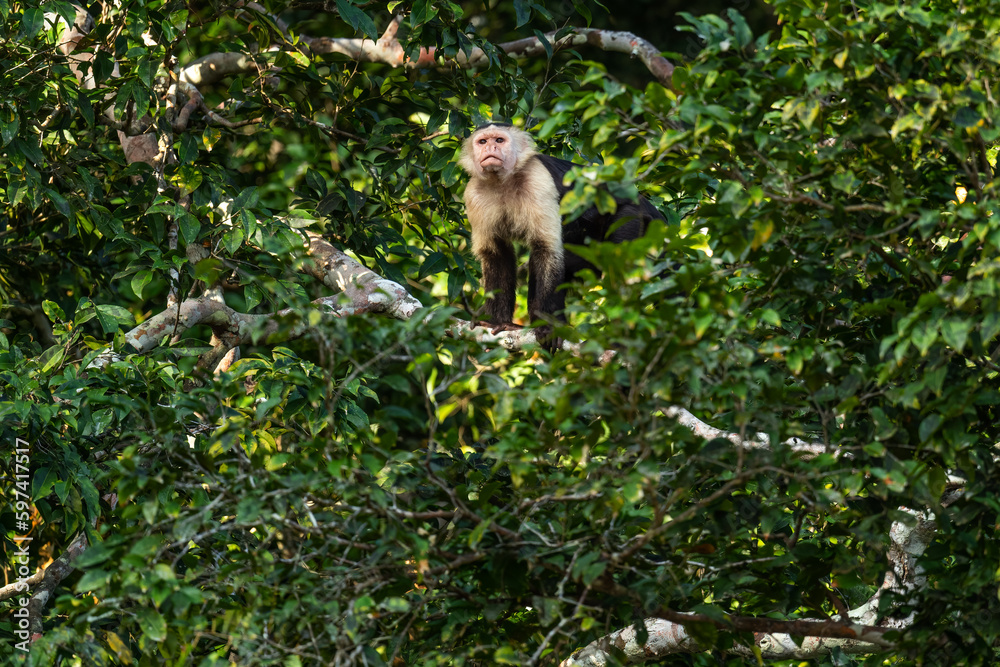 White-faced Capuchin - Cebus capucinus, beautiful brown white faces primate  from Latin America forests, Gamboa forest, Panama. #597417517 - FotoObrazy