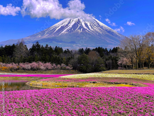 Fototapeta Naklejka Na Ścianę i Meble -  Pink Floral garden with beautiful Mount Fuji background during spring.