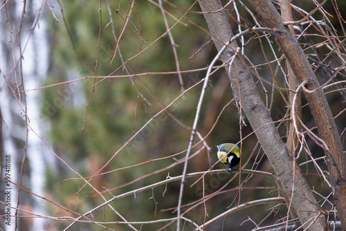 spotted woodpecker