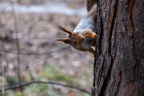 squirrel on a tree