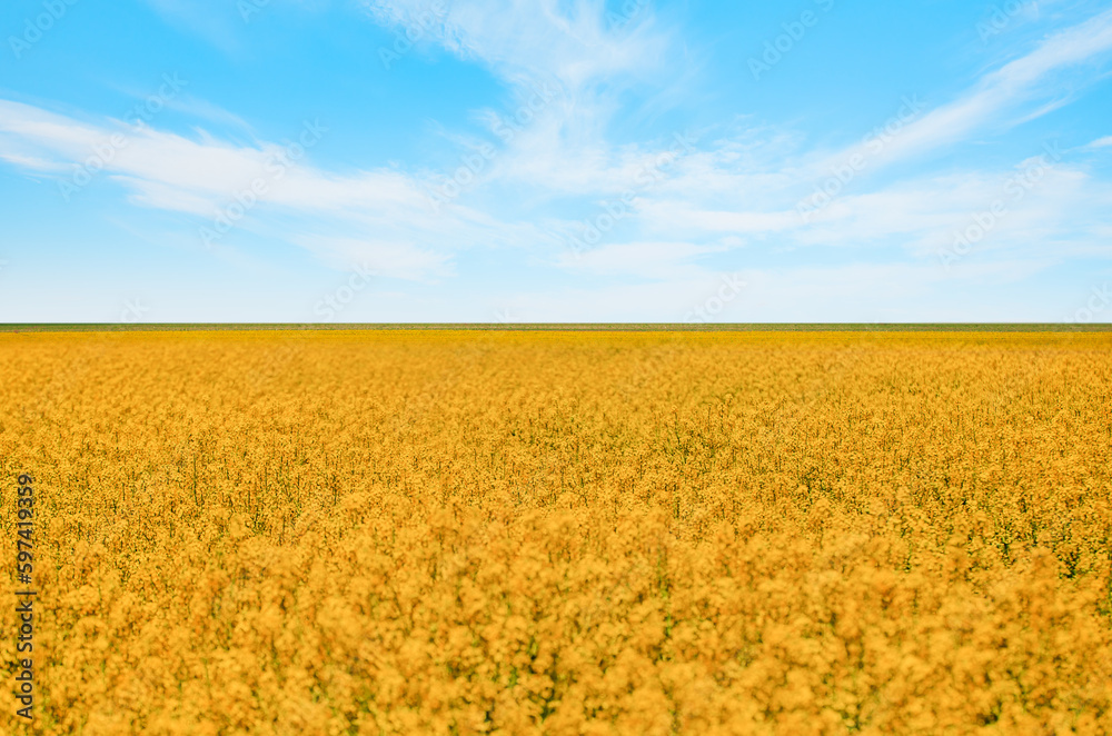 Fototapeta premium Yellow mustard field landscape industry of agriculture on the background bright blue sky