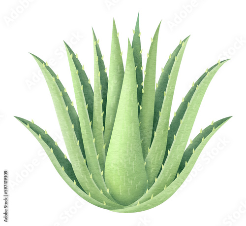 aloe vera watercolor style