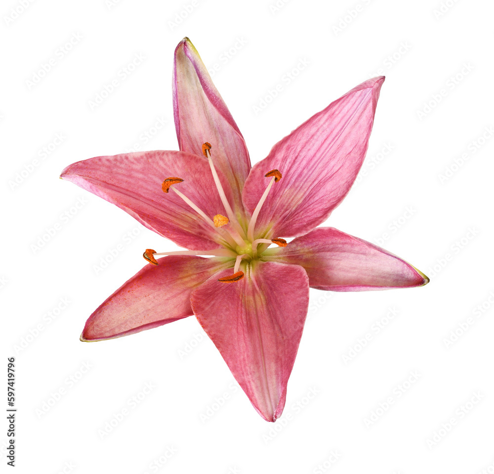 Coral lily flower isolated on white or transparent background