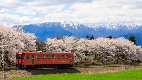 荒島岳と越前富田の桜を背景に走る越美北線のオレンジ色の単行気動車