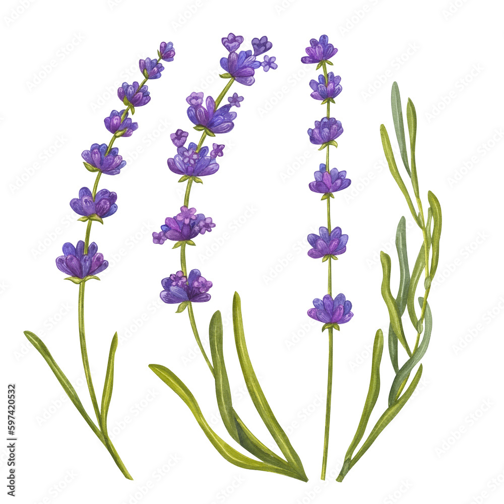 Obraz premium Bunch of lavender flowers. Floral aquarelle bouquet. Eco natural herbs. Watercolor illustration isolated on white background. For creating invitations, greeting and wedding cards