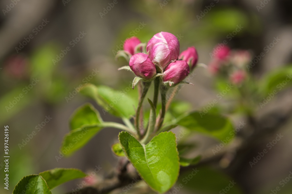 pink flower blooming on a branch