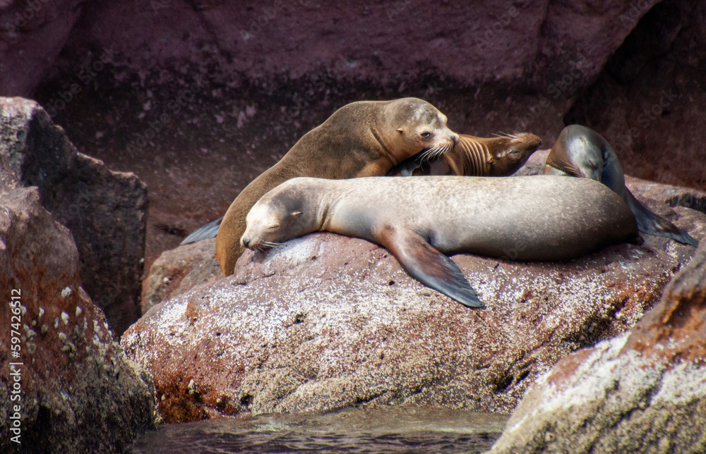 Obraz premium Giant sea lions lying on the rocks. The largest reproductive colonies live in the protected biosphere reserve on San Rafaelito, Espiritu Santo Island in the Sea of Cortes, Baja California Sur, Mexico.