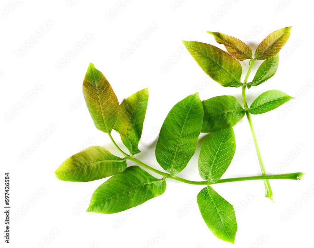Obraz premium Young twig with green leaves of walnut isolated on white, clipping path, top view