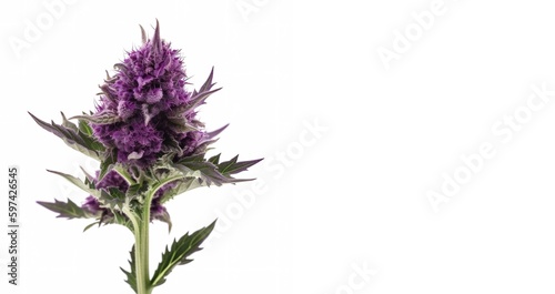 Purple cannabis bud isolated on white background. Flowering hemp violet bud. Long banner.
