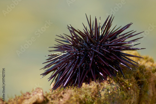sea urchins bask in the sun on a rock 2