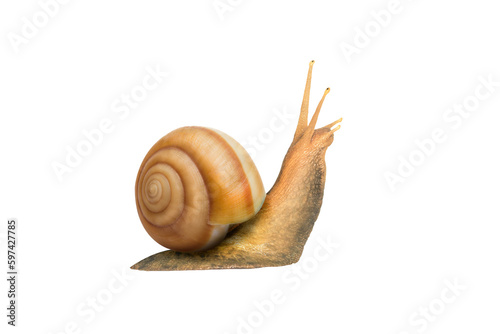 Garden snail isolated on white. snail Achatina on a white background. Big snail closeup. Animal world. Snail on a white Studio background