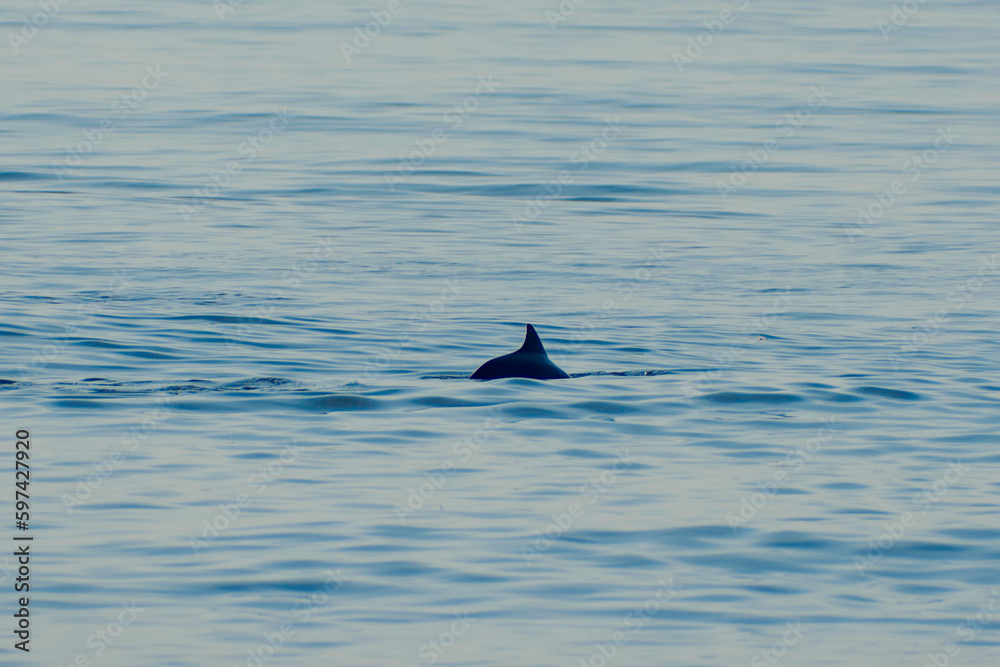 Fototapeta premium dolphin swimming in the sea 1