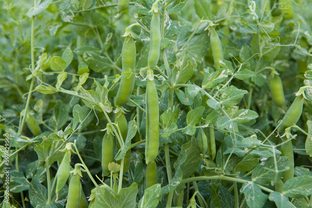 Field with pea pods and green peas in the garden Field with pea pods and green peas in the garden