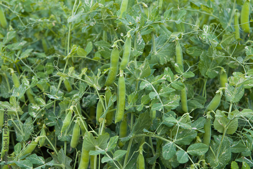 Field with pea pods and green peas in the garden Field with pea pods and green peas in the garden