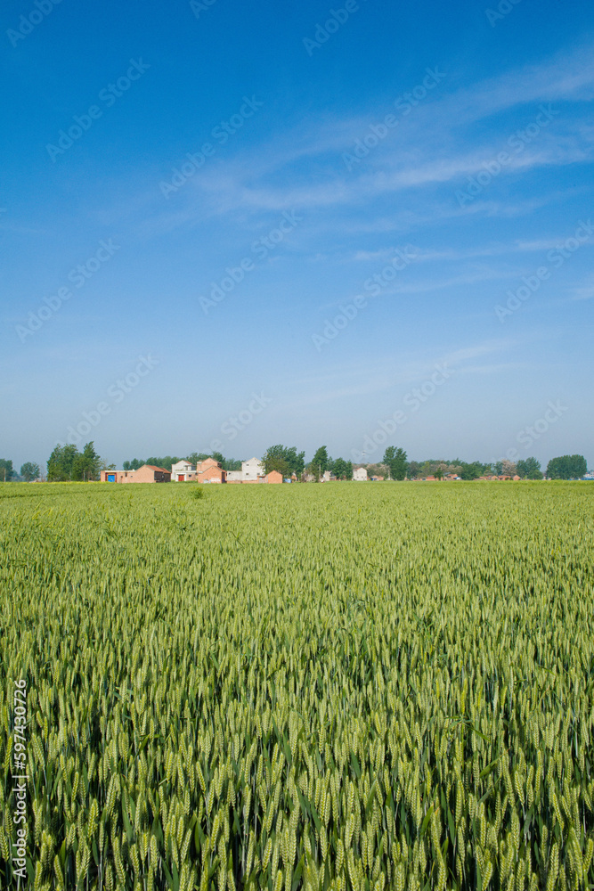 green wheat growing in a field and countryside.