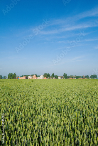 green wheat growing in a field and countryside.