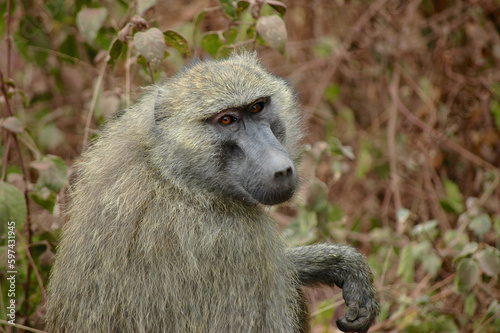 Close-up of Baboon looking at camera and holding arm out in Lake Manyara National Park