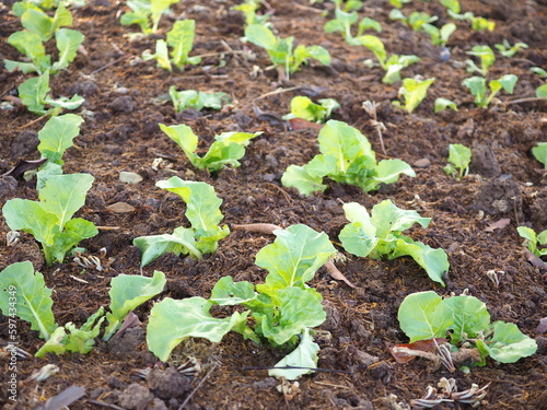 Chinese cabbage plant on vegetable plot.