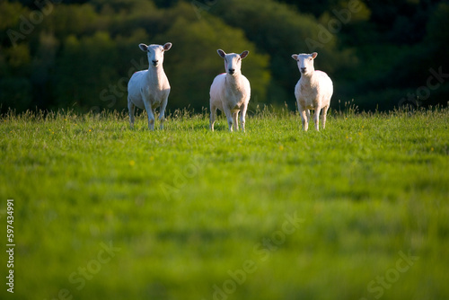 Dartmoor sheep near Holne, Devon, United Kingdom photo