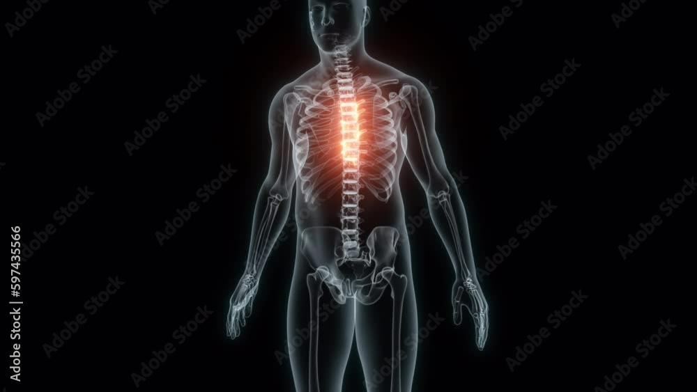 3D Rendering of a Medical Animation of the Spine ,Thoracic Vertebrae. X-ray of the Spine. 3D Rendering of a Medical Animation of the Spine ,Thoracic Vertebrae. X-ray of the Spine.