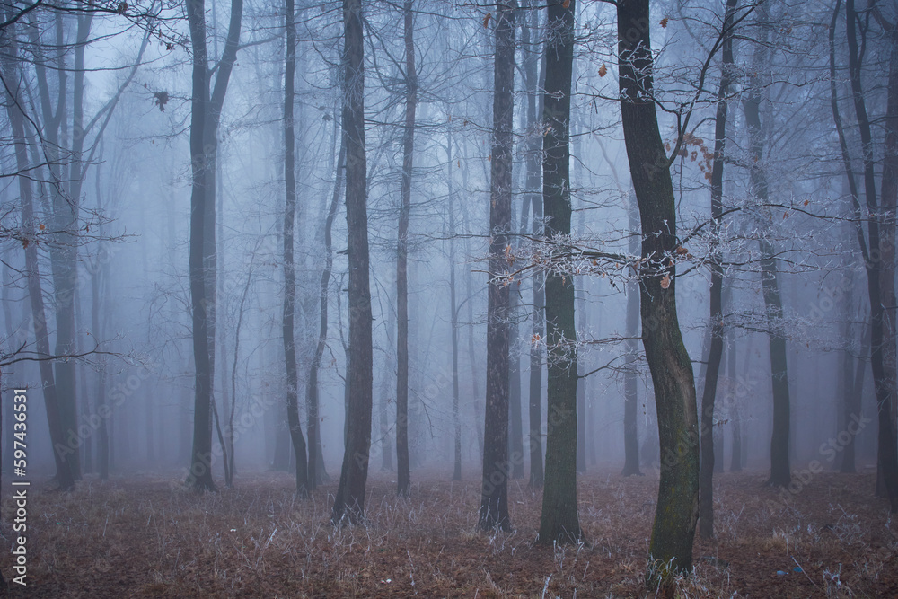 Fototapeta premium winter landscape with fog in the forest 1
