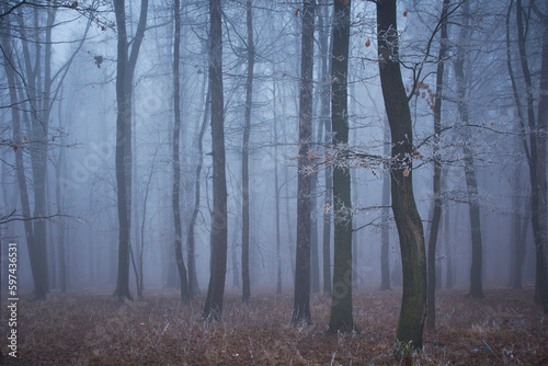 winter landscape with fog in the forest 1