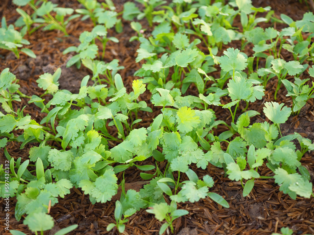 Green coriander leaves in vegetable plot. Green coriander leaves in vegetable plot.