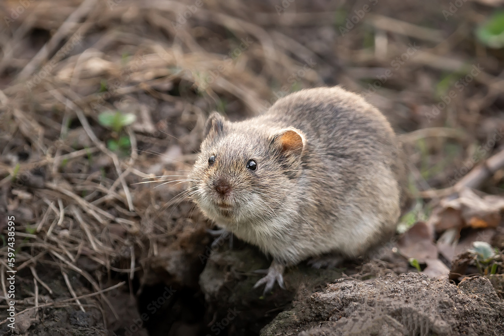 Cute pest field mouse or vole is hiding in grass near pile of old logs with lichen. Cute pest field mouse or vole is hiding in grass near pile of old logs with lichen.