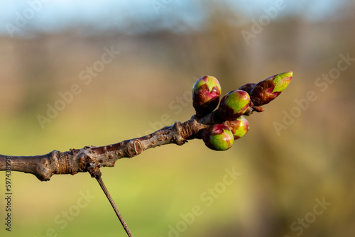 Foto Bourgeons de merisier