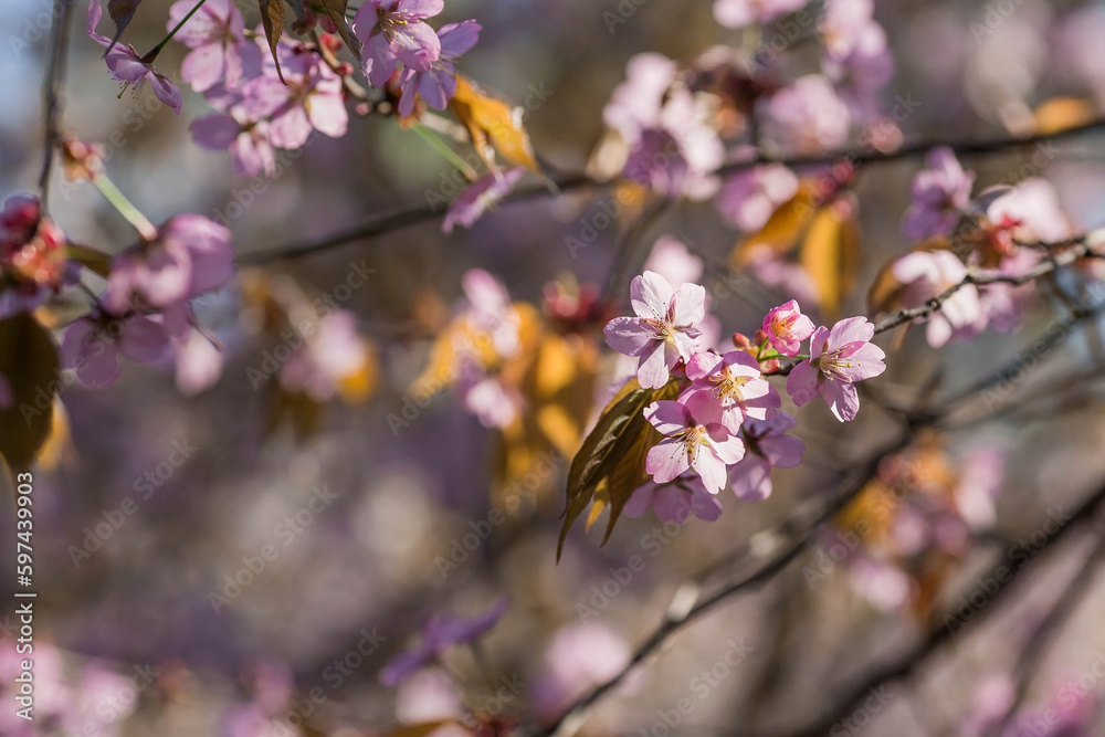Banner. Cherry blossoms in Moscow. Wallpaper spring, nature. Japanese cherry blossoms in the garden. Blossoming buds on the branches of a tree in the Japanese garden in the arboretum. 