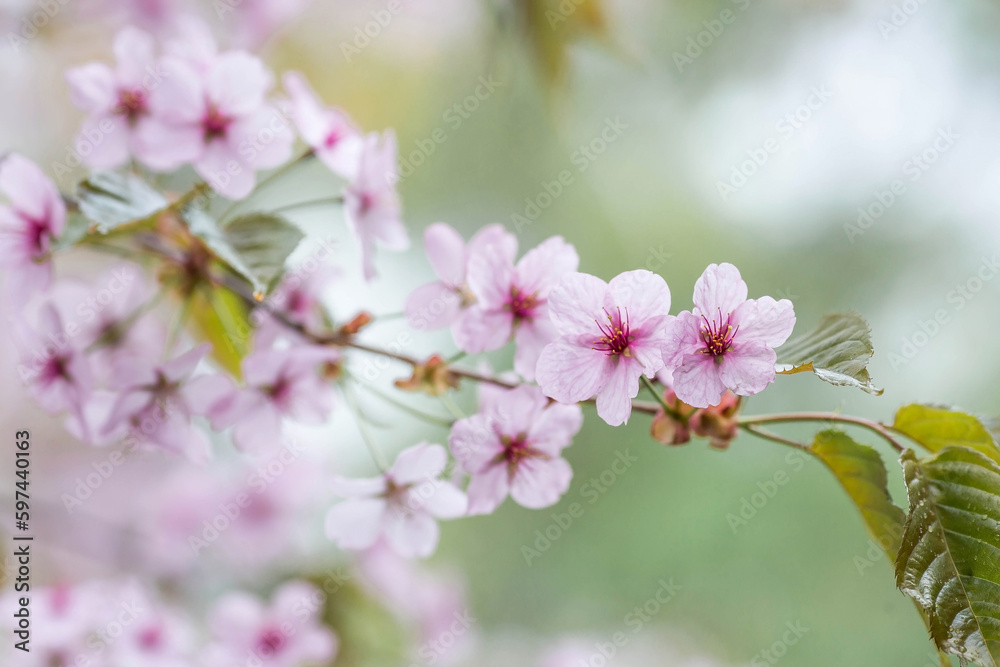 Banner. Cherry blossoms in Moscow. Wallpaper spring, nature. Japanese cherry blossoms in the garden. Blossoming buds on the branches of a tree in the Japanese garden in the arboretum. Banner. Cherry blossoms in Moscow. Wallpaper spring, nature. Japanese cherry blossoms in the garden. Blossoming buds on the branches of a tree in the Japanese garden in the arboretum.