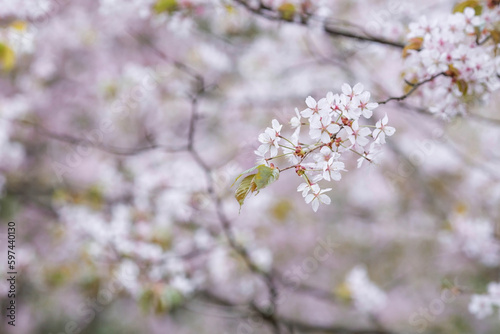 Banner. Cherry blossoms in Moscow. Wallpaper spring, nature. Japanese cherry blossoms in the garden. Blossoming buds on the branches of a tree in the Japanese garden in the arboretum.