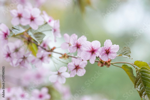 Banner. Cherry blossoms in Moscow. Wallpaper spring, nature. Japanese cherry blossoms in the garden. Blossoming buds on the branches of a tree in the Japanese garden in the arboretum.