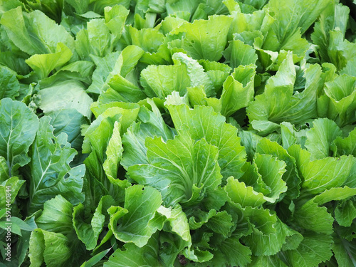 Mustard greens with large leaves in organic garden for the concept of growing vegetables for healthy. Closeup photo, blurred.