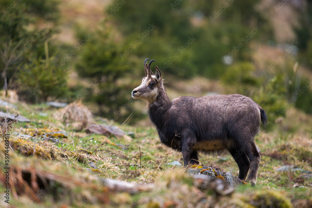 a chamois female is grazing on a mountain meadow at a rainy spring morning a chamois female is grazing on a mountain meadow at a rainy spring morning